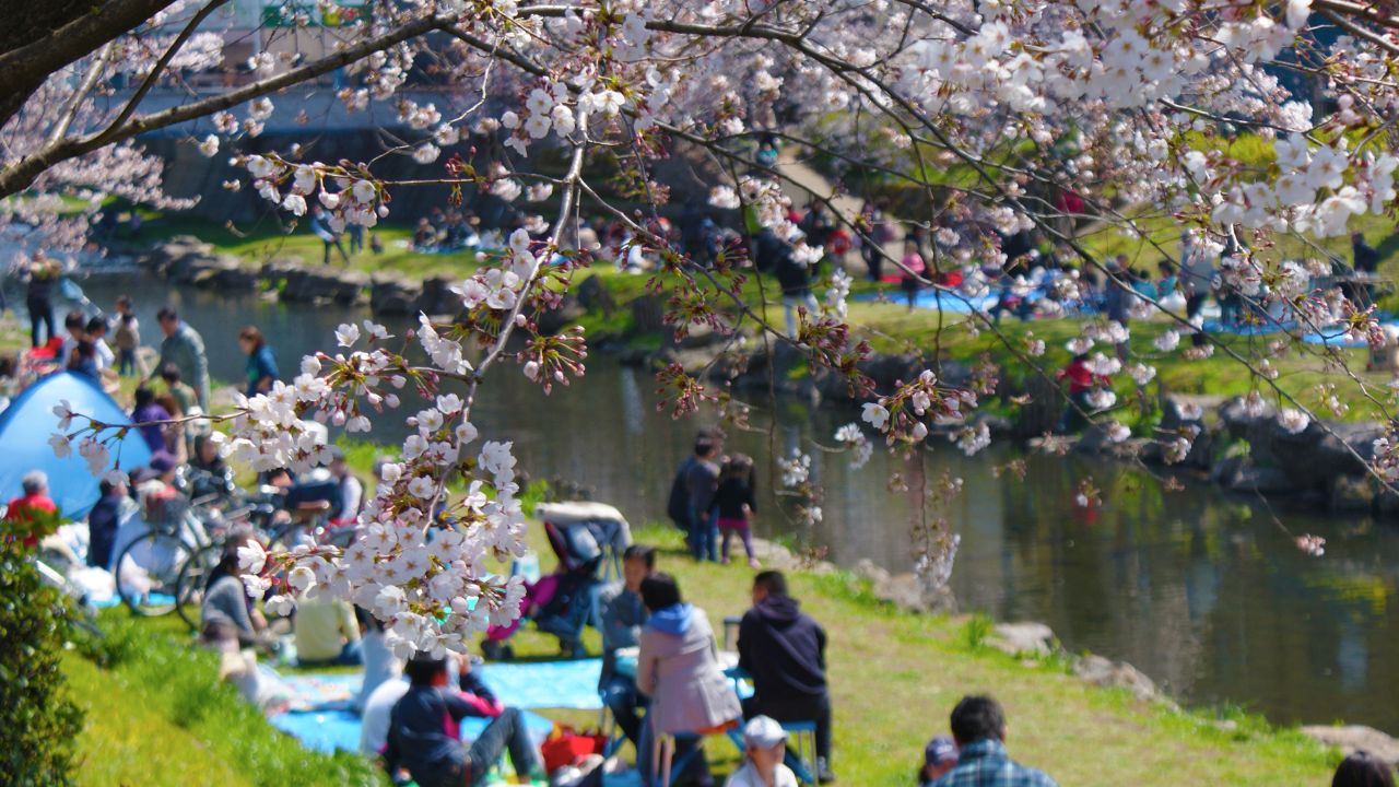 上野公園　お花見