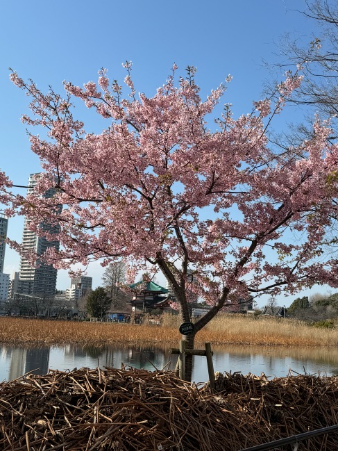 上野公園　桜　開花　２０２４年３月４日