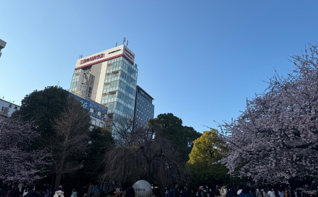 上野公園　桜　２０２４年