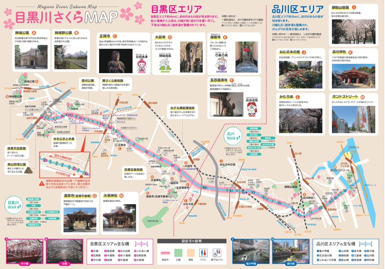 目黒川のお花見2024!中目黒桜まつりの屋台と穴場スポットを解説!